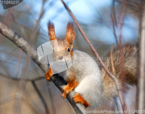 Image of Squirrel.