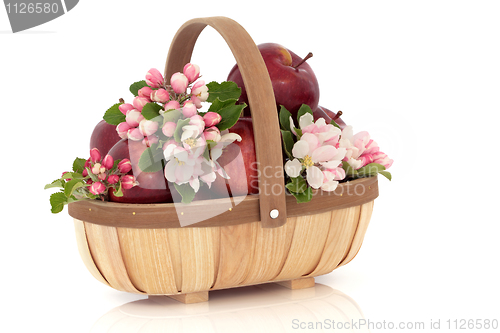 Image of Apple Flower Blossom