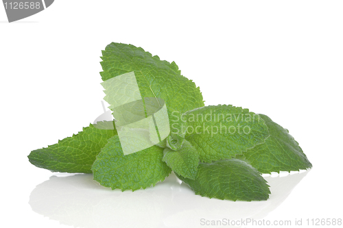 Image of Lemon Balm Herb