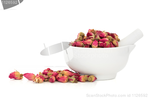 Image of Rose Flower Buds