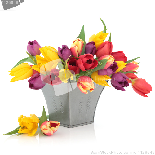 Image of Tulip Flowers