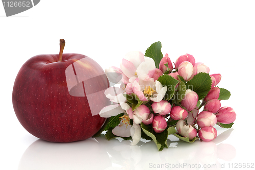 Image of Apple and Flower Blossom