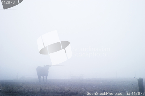 Image of Cow in Fog