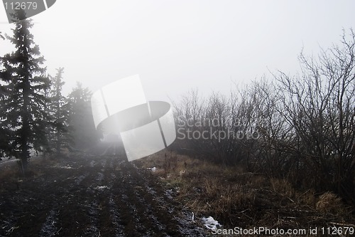 Image of Foggy Tree Row