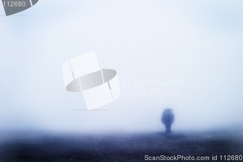 Image of Cow in Fog