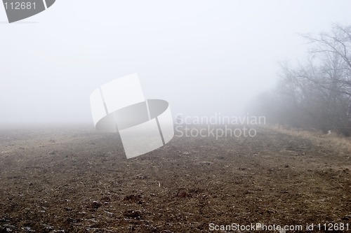 Image of Foggy Tree Row