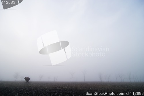 Image of Cow on Prairie