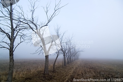 Image of Foggy Tree Row