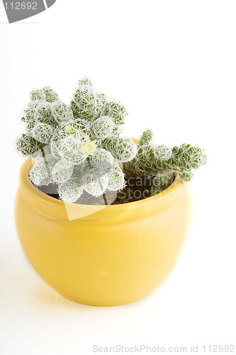 Image of Cactus with Flower