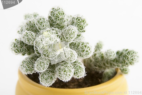 Image of Cactus with Flower