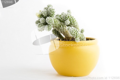 Image of Cactus with Flower