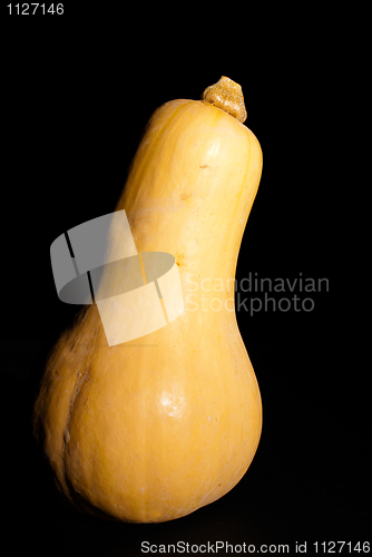 Image of Pumkin