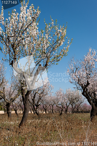 Image of Almond blossom