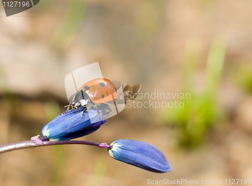 Image of Ladybird on snowdrop flower