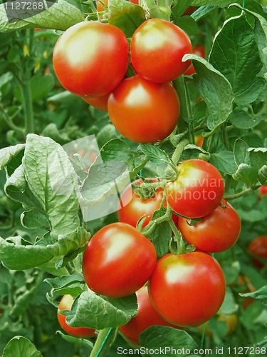 Image of Ripe red tomatoes