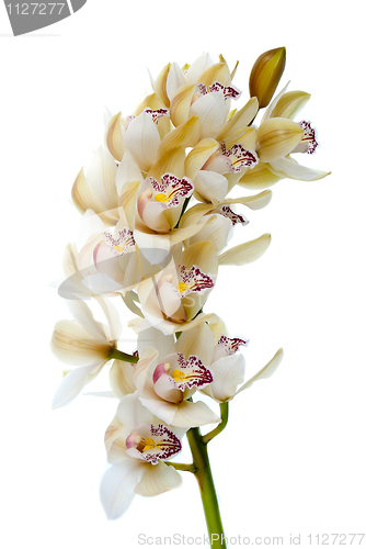 Image of Orchid flower