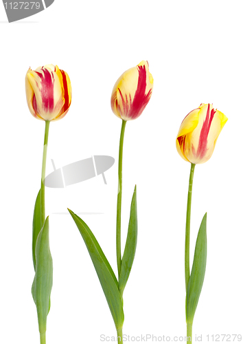 Image of Three yellow and red tulips