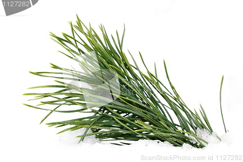 Image of Green wet pine branch over white