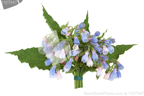 Image of Comfrey Herb Flower Posy