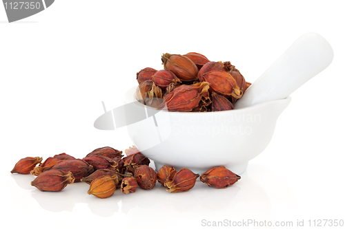 Image of Gardenia Fruit