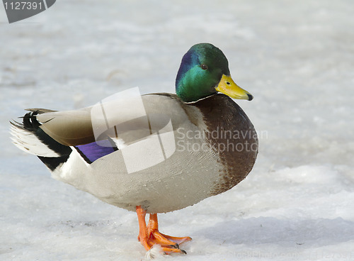 Image of Mallard in the snow