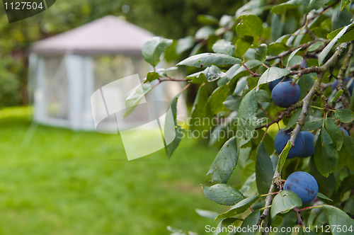 Image of Branch of plum against a garden