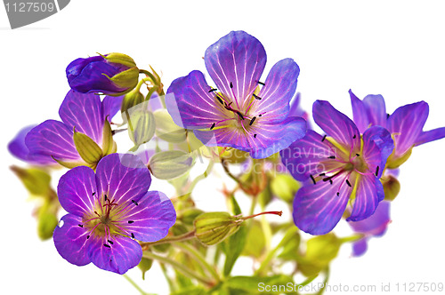 Image of Wild flowers in a vase, it is isolated on the white