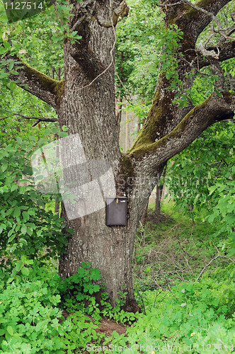 Image of Mail box on an old oak