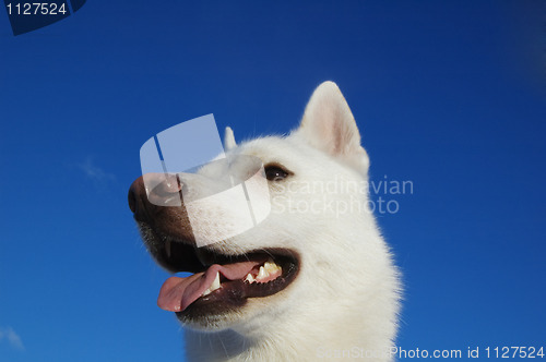 Image of THE WHITE PUPPY