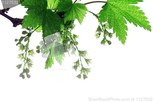 Image of blossoming currant 