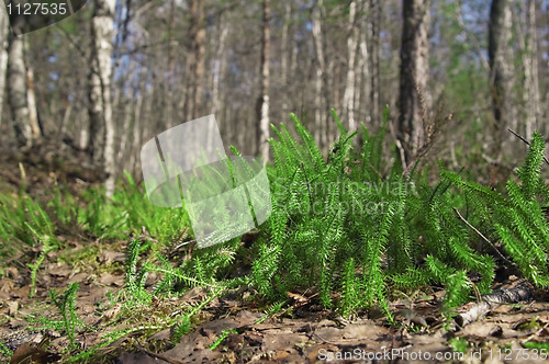 Image of Spring wood