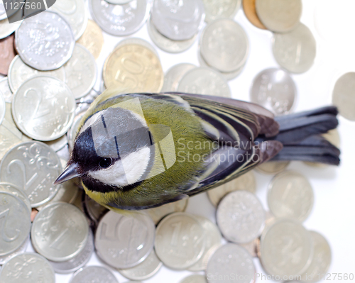 Image of the rich great tit