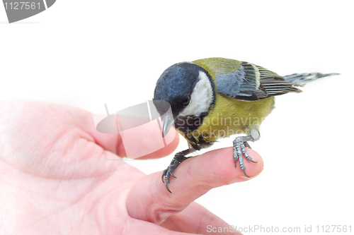 Image of The titmouse  sitting  on a hand