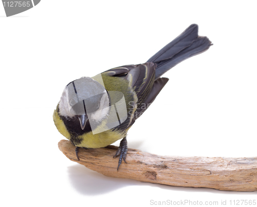 Image of Great Tit, Parus Major