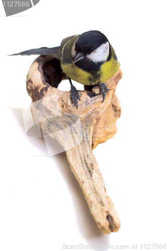 Image of Great Tit, Parus Major