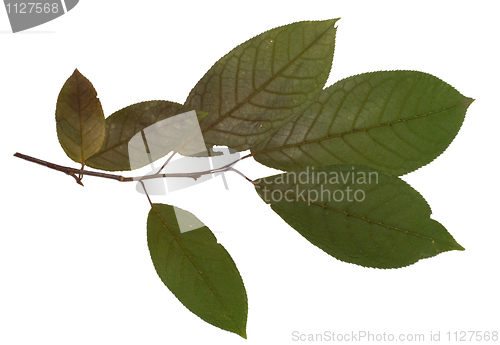 Image of bird cherry