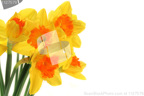 Image of Daffodils