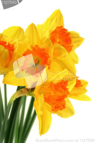 Image of Daffodils