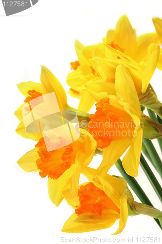 Image of Daffodils