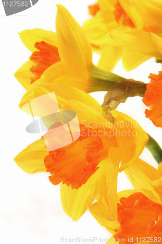 Image of Daffodils