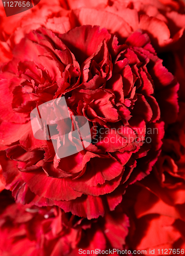 Image of Beautiful carnation flower bud