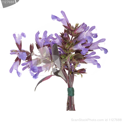 Image of Sage Herb Flower Posy