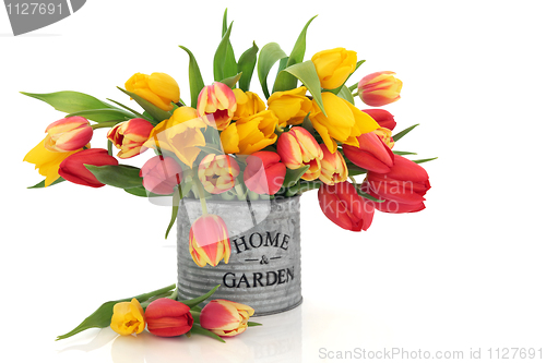 Image of Tulip Beauty