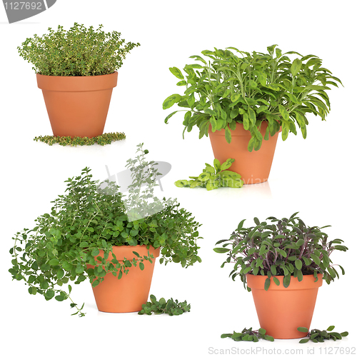 Image of Herb Collection