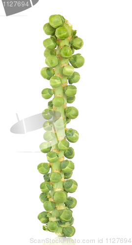 Image of Sprouts on a Stalk