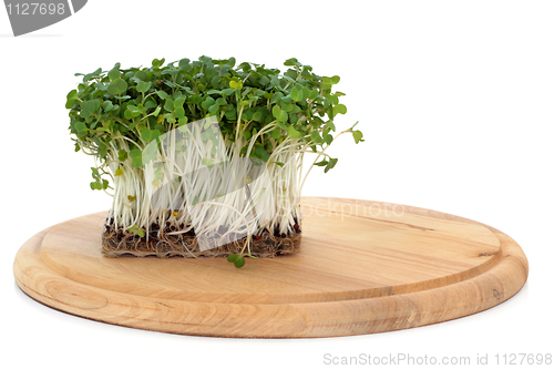 Image of Mustard and Cress