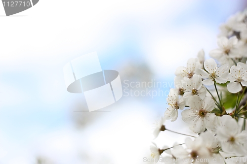 Image of Cherry blossoms on a background of the blue sky
