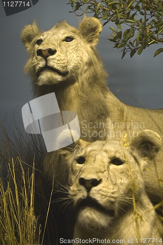 Image of lions
