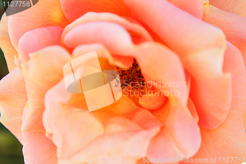Image of Rose