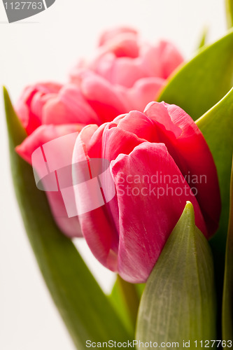 Image of Pink tulips
